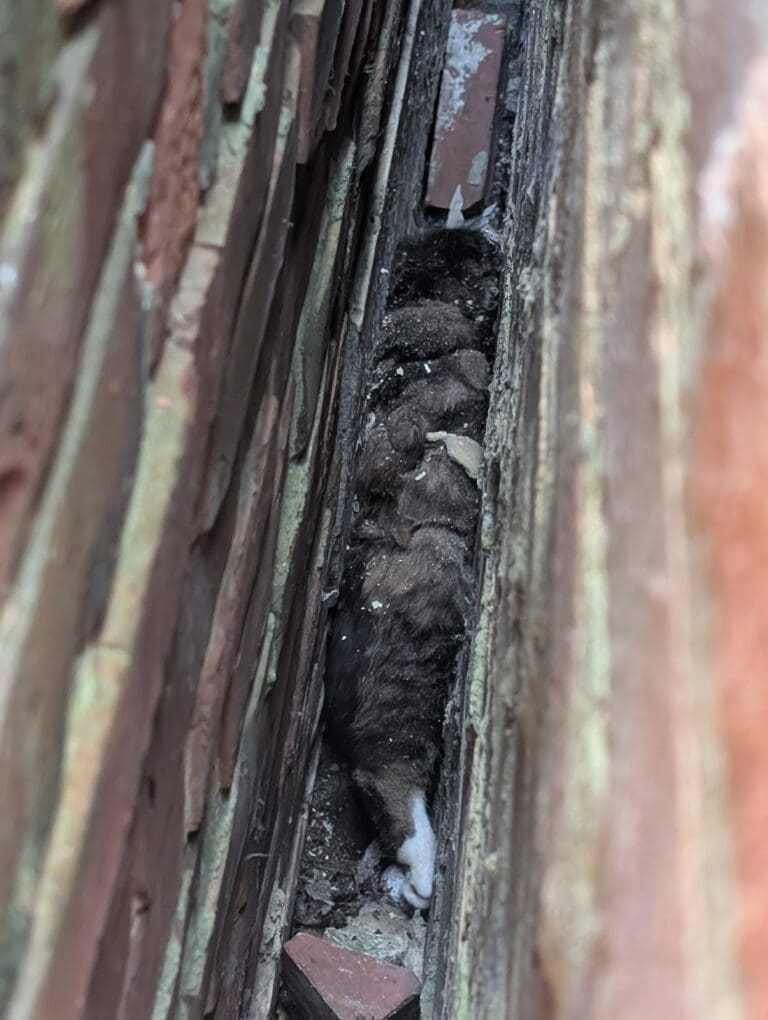 Five Hours to Rescue Cat Stuck in Gap