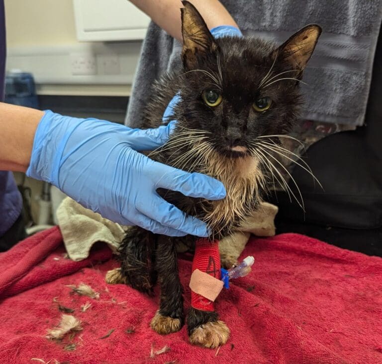 There is a Sickness Amongst Us as Woman Given Ten Year Ban From Keeping Cats and Dogs