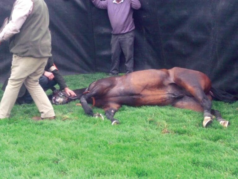 Thirty-Two Horses Have Died at the Cheltenham Festival in the Last Ten Years