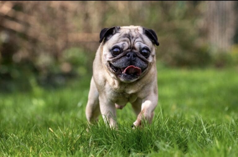 Crufts vs Reality: The Risks Behind the Rosettes as Dog Show Returns