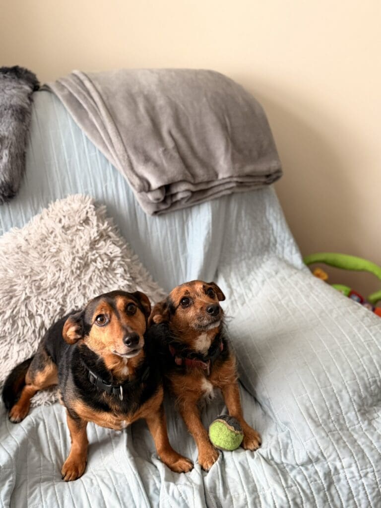 How StreetVet are Changing the Picture for Dorset’s Homeless