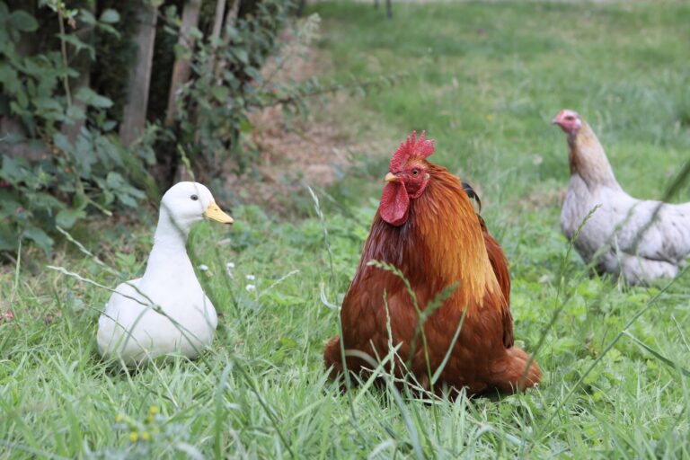 Ferne Animal Sanctuary Appeals for Support to Upgrade Feed Room