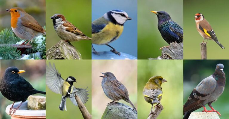 Some Simple Seasonal Changes to Keep Garden Birds Safe and Healthy