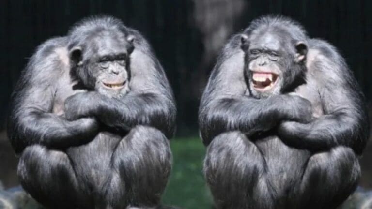 When Satire Punches at Faces Instead of Power, It Loses Its Teeth