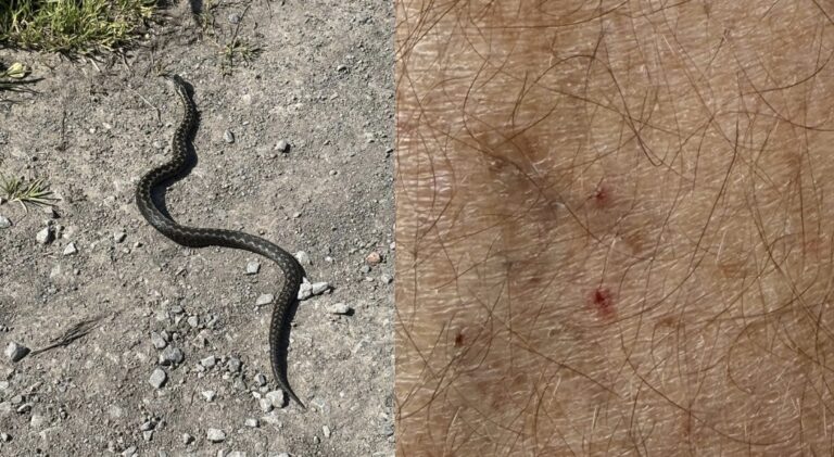 Weymouth Man Bitten by Adder as Public Urged to Take Care