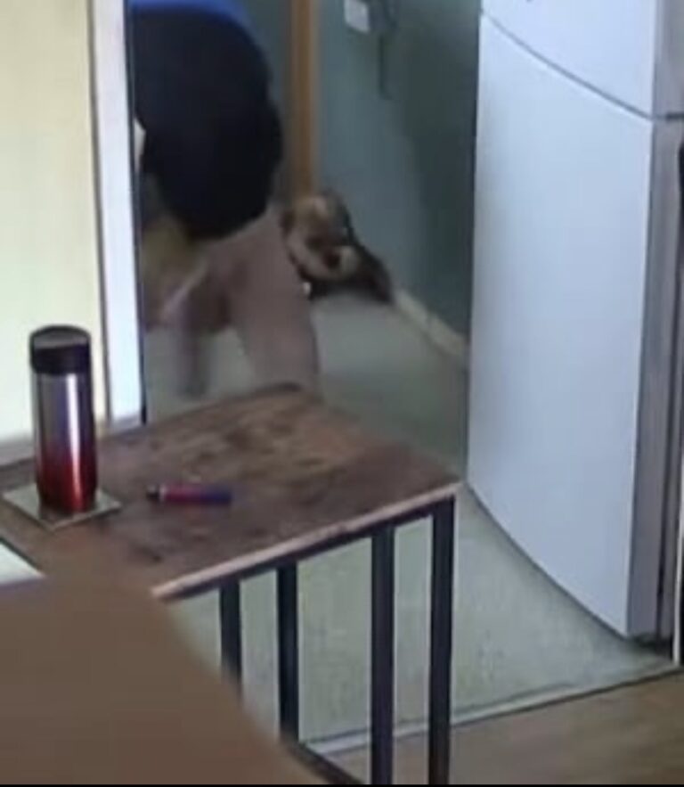 Dorset Woman Banned From Keeping Dogs for Five Years