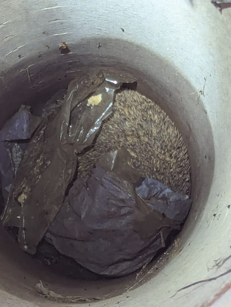 RSPCA and Army Cadets Help Rescue a Hedgehog at Army Camp in Blandford