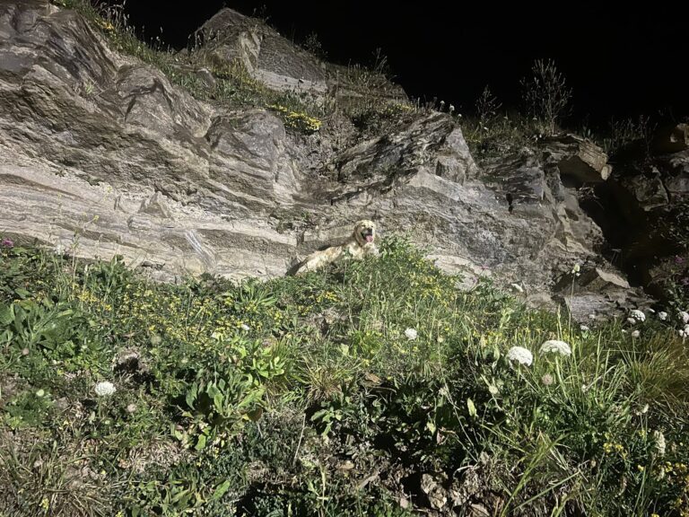 Five-Hour Cliff Rescue Reunites Adventurous Dog Chester with His Family
